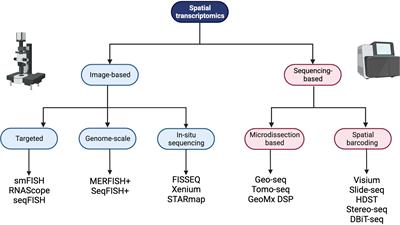 Location, location, location: mapping the lymphoma tumor microenvironment using spatial transcriptomics